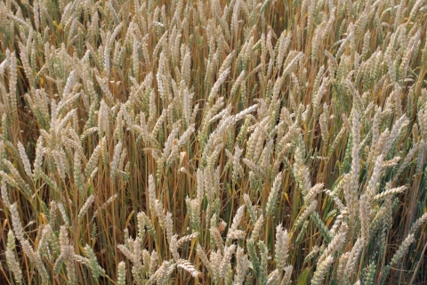 Гумат калия инструкция для пшеницы