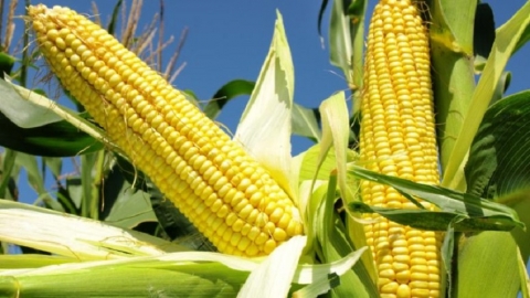 кукуруза-на-зерно-купить-в украине