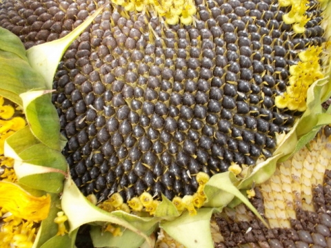 насіння-соняшнику-маїсадур