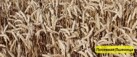 посівна пшениця в Україні