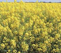 гірчиця на сидерат насіння чорна жовта біла опис характеристика ціна купити в Україні