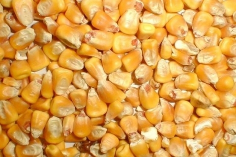 семена-кукурузы