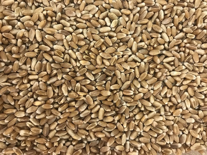 насіння посівної пшениці
