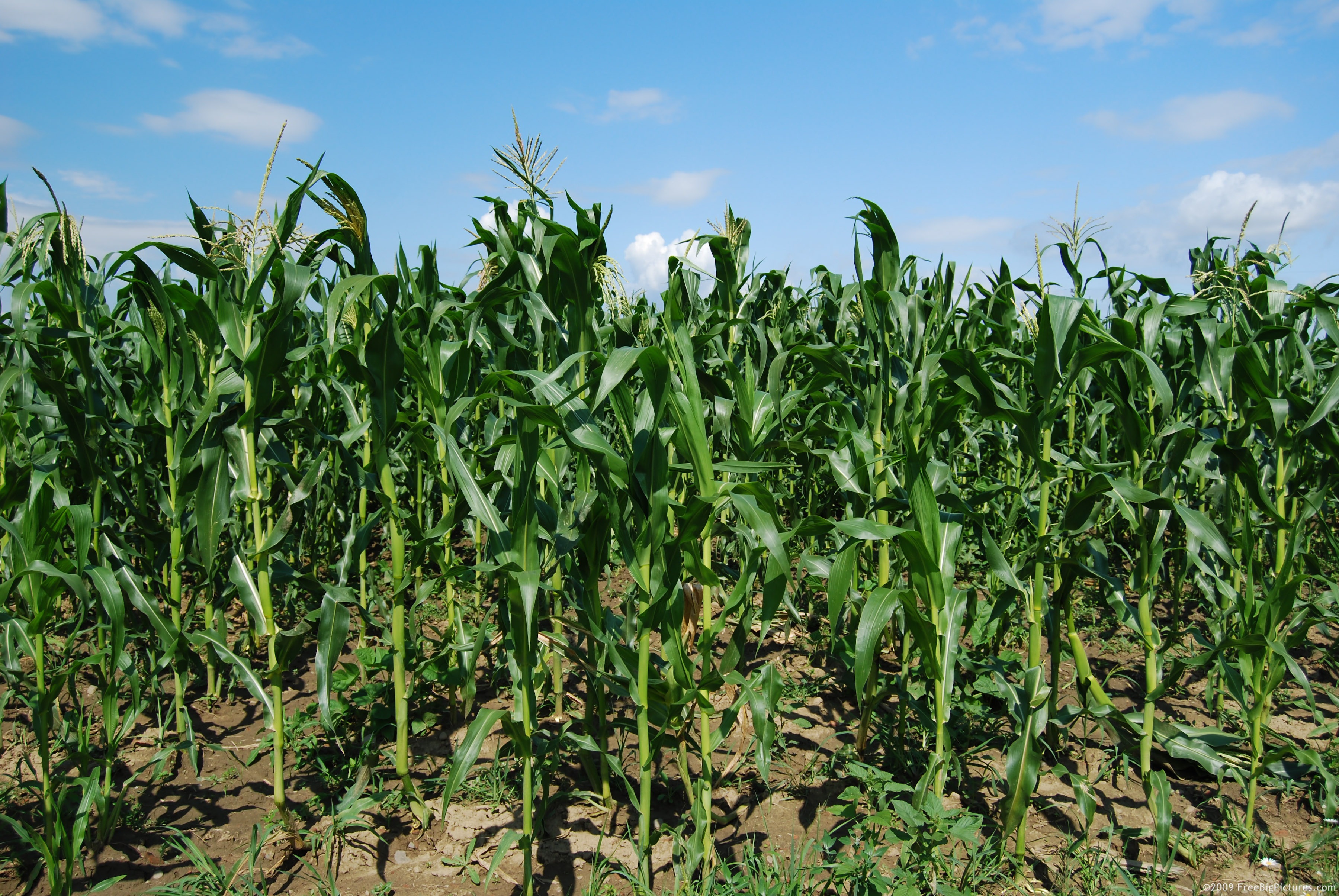 Как посадить кукурузу в огороде. Кукуруза растет. Всходы кукурузы. Кукурузное поле. Кукуруза в огороде.