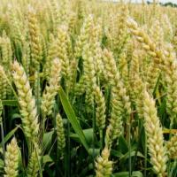Семена пшеницы БАЛАТОН от Агроэксперт-Трейд