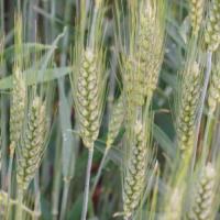 Семена пшеницы МИДАС от Агроэксперт-Трейд
