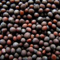 Семена других Масличных Черная горчица от Агроэксперт-Трейд