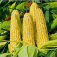 Коли потрібно підгодовувати кукурудзу?