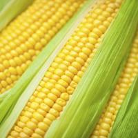 Важность борьбы с сорняками на посевах кукурузы