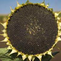 Насіння соняшника Корсика від Агроэксперт-Трейд