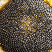 Семена Подсолнечника Старк 7+ Сумо (НС 8004) от Агроэксперт-Трейд