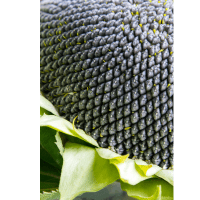 Семена Подсолнечника Магнум от Агроэксперт-Трейд
