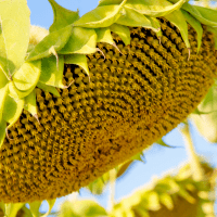 Семена Подсолнечника Савой от Агроэксперт-Трейд