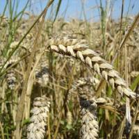 Семена пшеницы БОГДАНА от Агроэксперт-Трейд