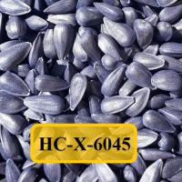 Семена Подсолнечника НС-Х-6045 от Агроэксперт-Трейд