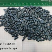 Семена Подсолнечника Сумо 2017 new от Агроэксперт-Трейд