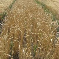 Семена пшеницы ФАВОРИТКА от Агроэксперт-Трейд