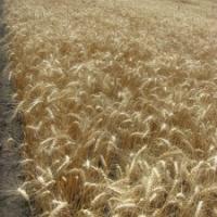 Семена пшеницы КУЯЛЬНИК от Агроэксперт-Трейд