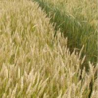 Семена пшеницы ЛАСТОЧКА ОДЕССКАЯ от Агроэксперт-Трейд