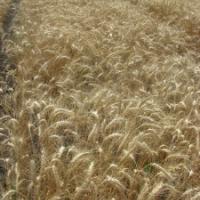 Семена пшеницы ОДЕССКАЯ 267 от Агроэксперт-Трейд