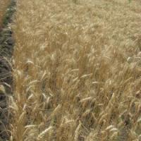 Семена пшеницы КОХАНА от Агроэксперт-Трейд