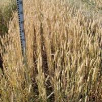 Семена пшеницы ОВИДИЙ от Агроэксперт-Трейд