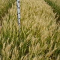 Семена пшеницы СМУГЛЯНКА от Агроэксперт-Трейд
