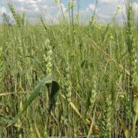 Семена пшеницы КНОПА от Агроэксперт-Трейд