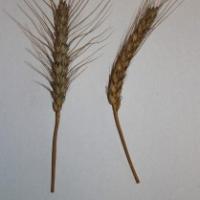Семена пшеницы МАГИСТРАЛЬ от Агроэксперт-Трейд