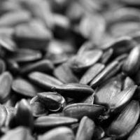Семена Подсолнечника Щелкунчик от Агроэксперт-Трейд