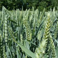 Семена пшеницы Самурай от Агроэксперт-Трейд