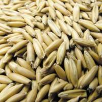 Семена овса сорт Черниговский 28 купить в Украине