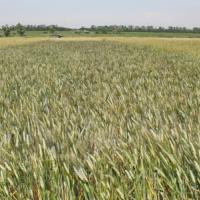 Семена пшеницы БОСФОР от Агроэксперт-Трейд