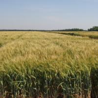 Семена пшеницы ГАРДЕМАРИН от Агроэксперт-Трейд