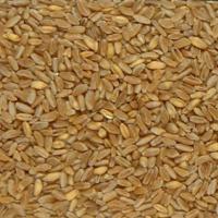 Семена пшеницы ТАВРИДА от Агроэксперт-Трейд