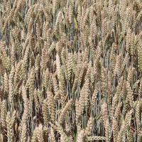 Семена пшеницы Тризо от Агроэксперт-Трейд