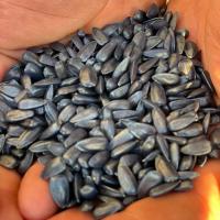 Семена Подсолнечника Златибор от Агроэксперт-Трейд