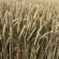 Семена пшеницы Посполита от Агроэксперт-Трейд