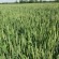 Семена пшеницы Леннокс от Агроэксперт-Трейд