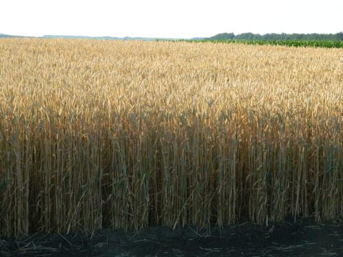 Посівна озима австрійська пшениця насіння сорт Балатон опис характеристика ціна купити в Україні
