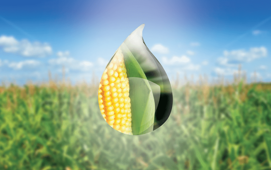 кукуруза гибрид СИ Батанга фото