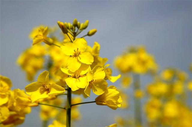 Семена рапса Редстоун (ВНИС) купить в Украине, описание гибрида, отзывы, цена, доставка 