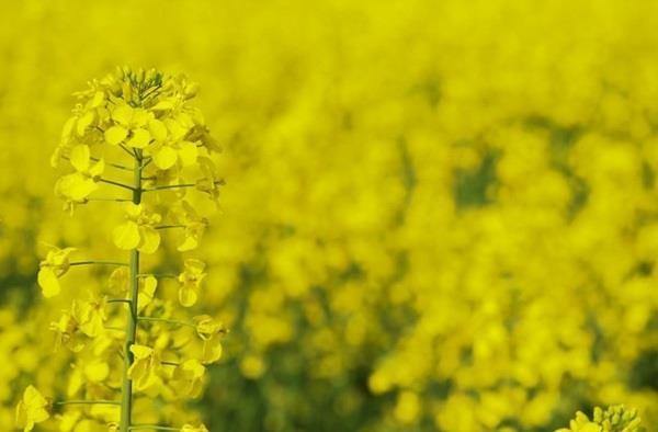Семена рапса ЕС Гидромель купить в Украине, описание гибрида, отзывы, цена, доставка 