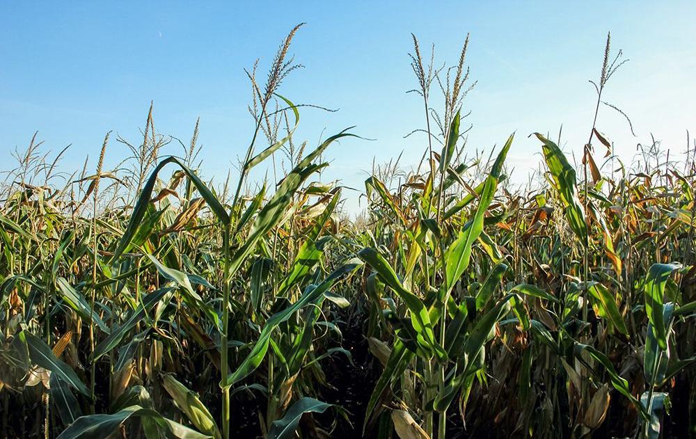 кукуруза гибрид ЕС Метод семена