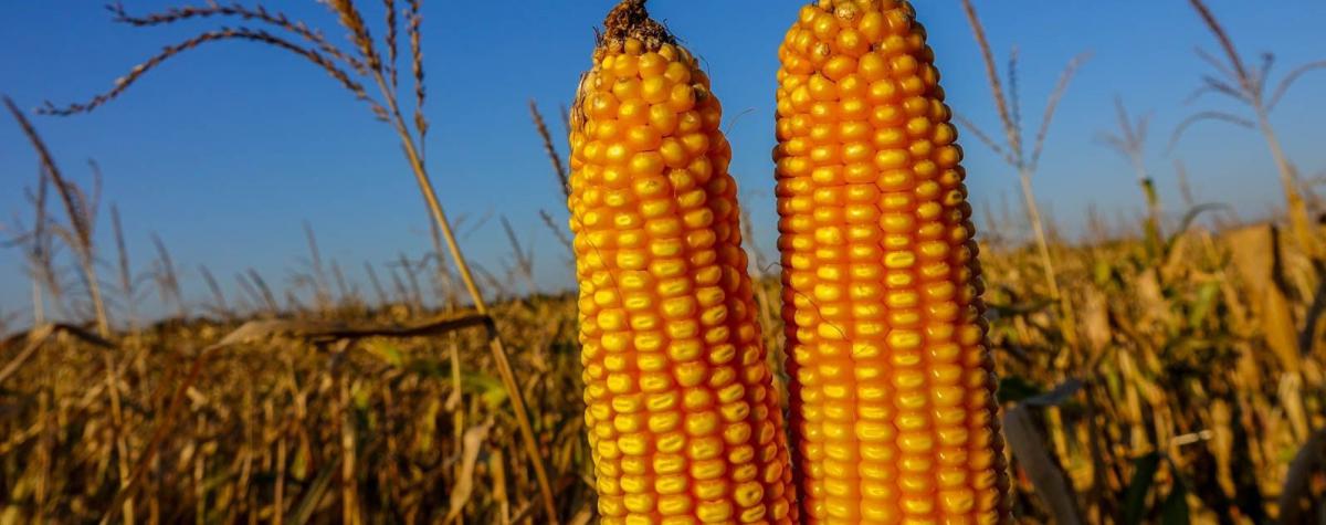 кукуруза гибрид ЕС Сенсор семена