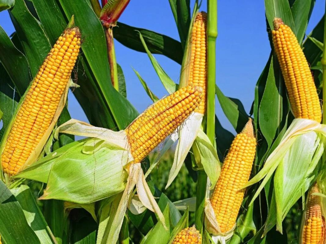 Гибрид кукурузы Варум