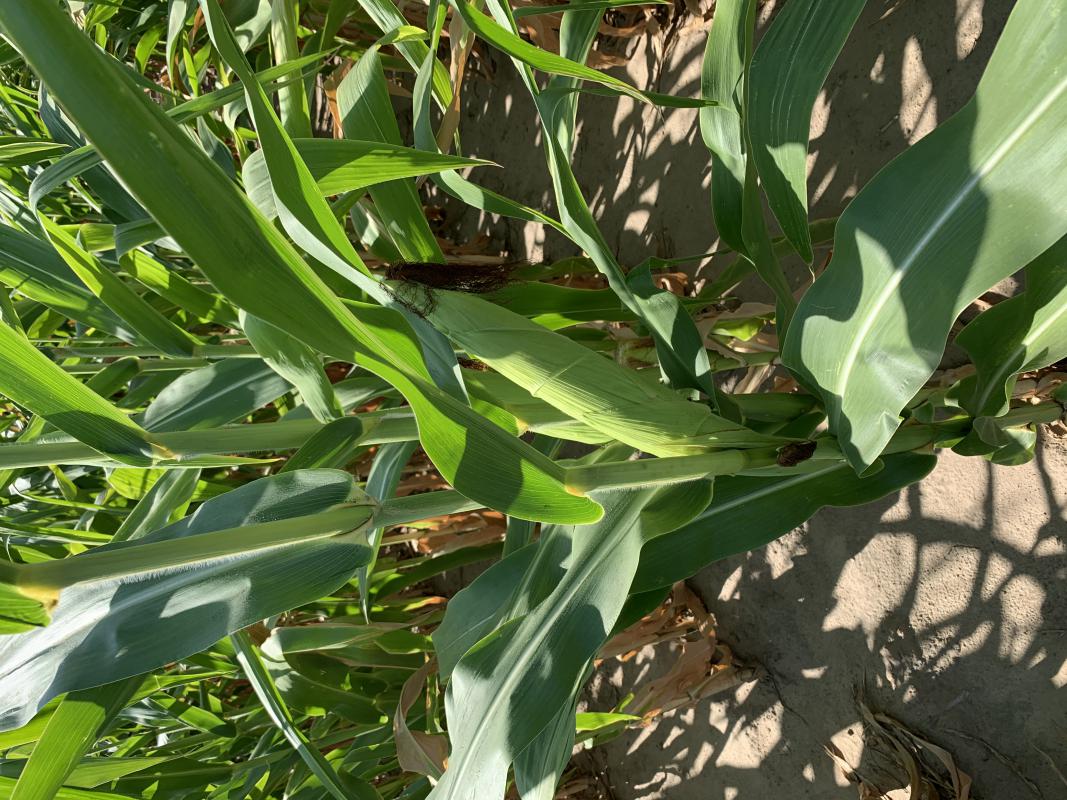 Гибрид кукурузы ВН 6763