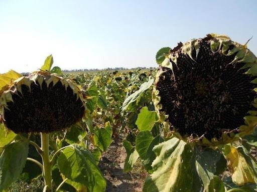 Семена Подсолнечника Бренд в Украине