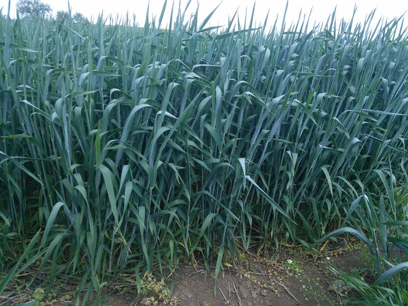Канадська пшениця поле