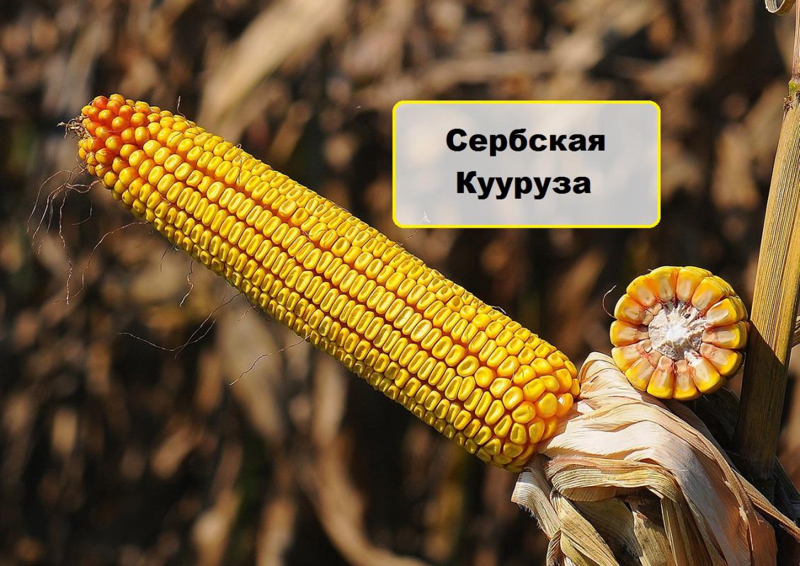 сербская кукуруза НС 2652